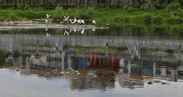 白鹭 青山绿水 平溪江 洞口 绿色发展