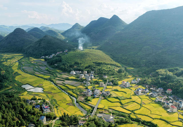 山乡 稻田 丰收 景色 如画