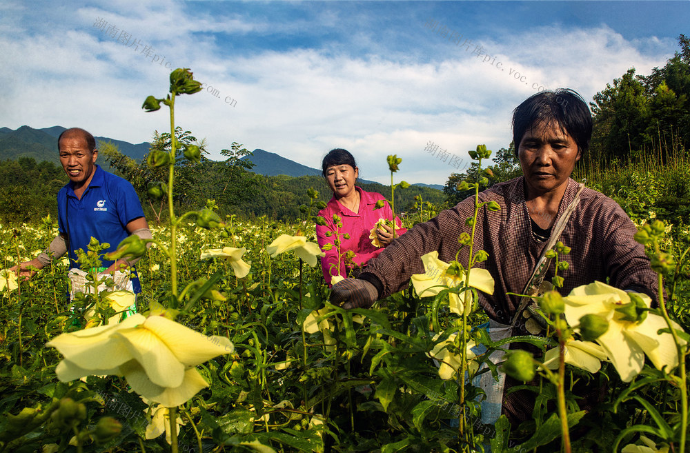黄蜀葵       中药材