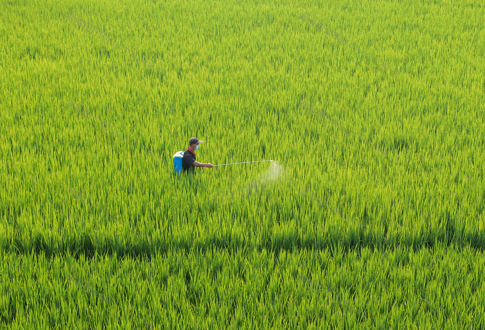 嘉禾：晚稻田间管护忙