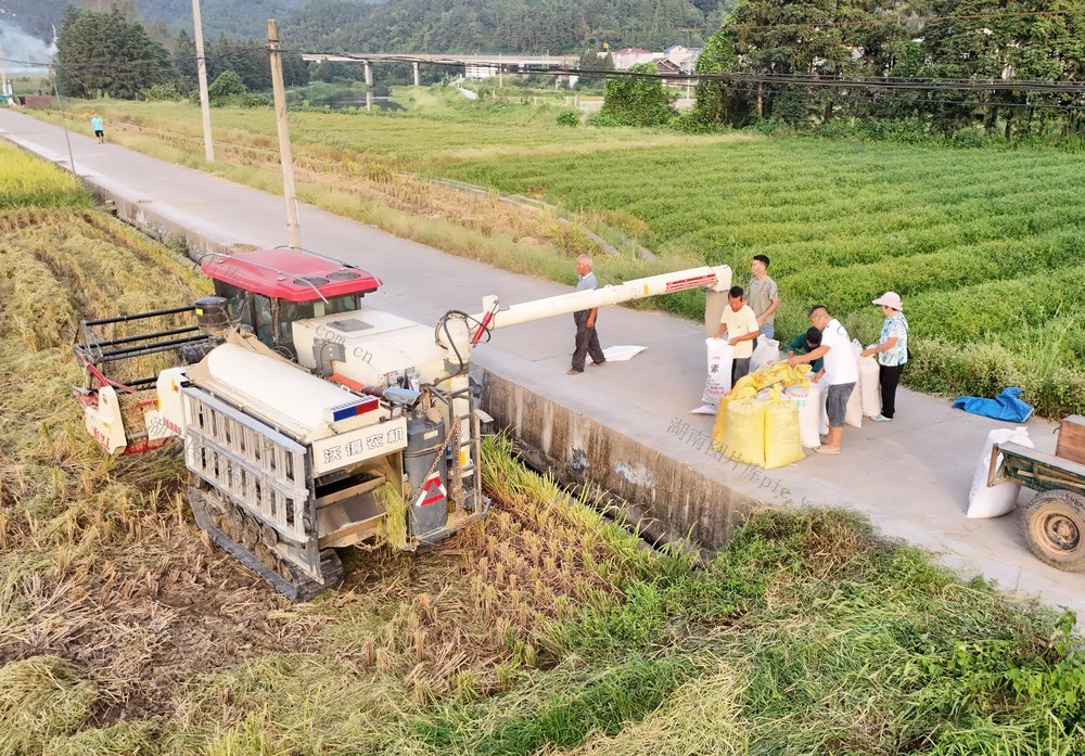 蔬菜、茄子、销售、产业、农业
