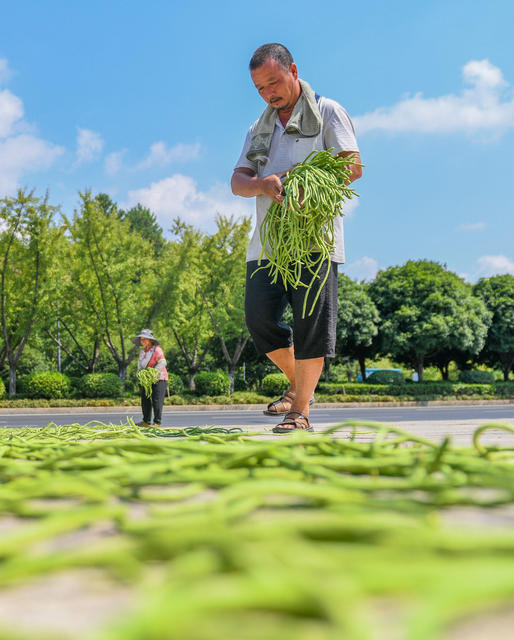 湖南道县：晾晒豆角