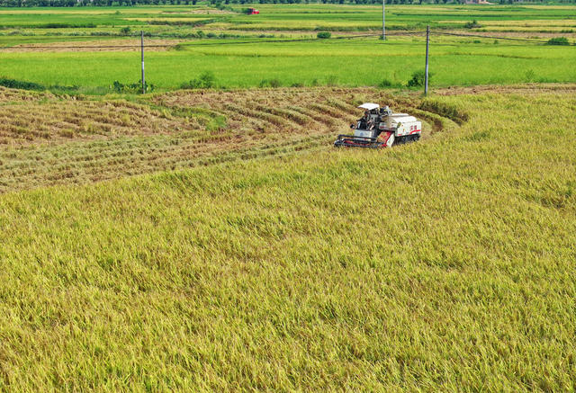 收割 稻谷 白露 农事 农时