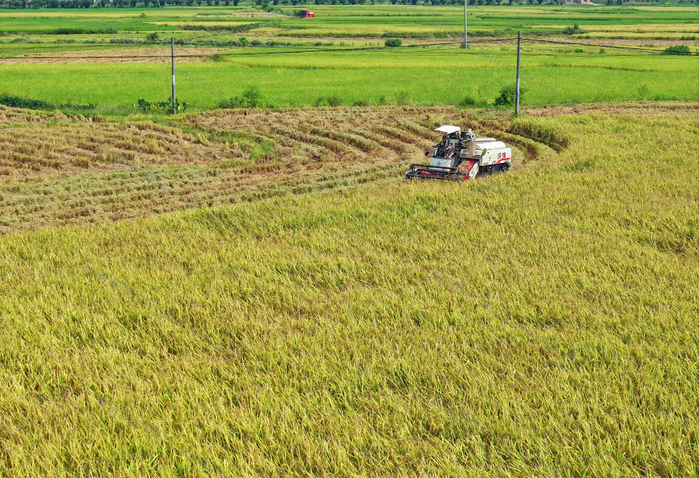 收割 稻谷 白露 农事 农时