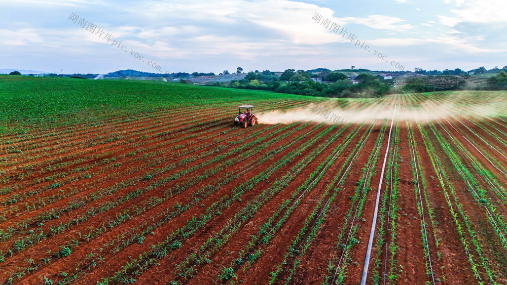 农业  科学管护 鲜食玉米 农忙 农民增收
