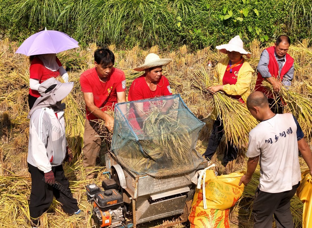 公益、稻谷、助农、志愿者、秋收