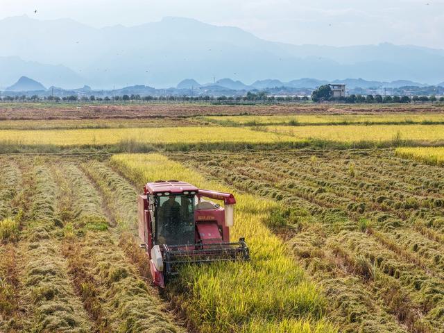 湖南道县：水稻收割忙