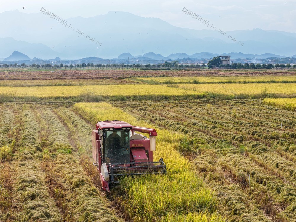 湖南道县：水稻收割忙