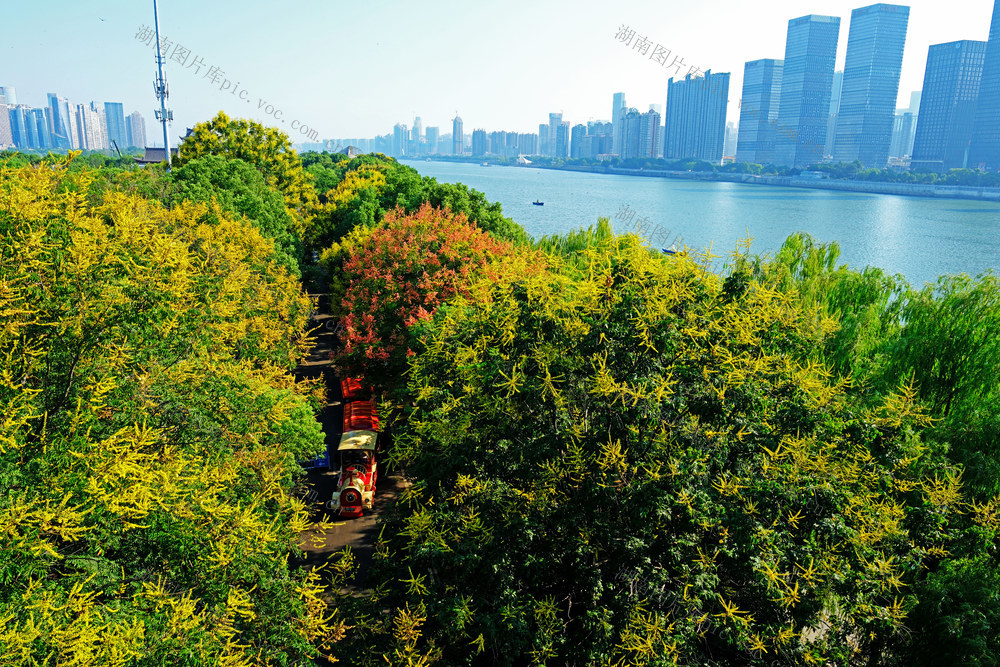 栾树花开景色美