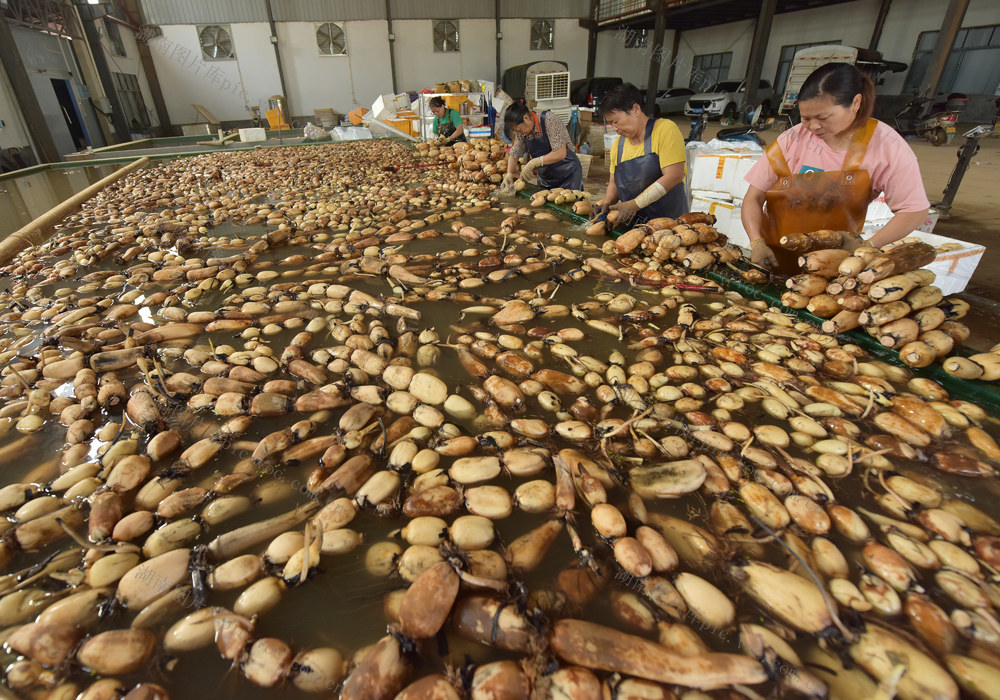 莲藕   白露  农民增收  乡村振兴   产业发展  合作社  企业  基地