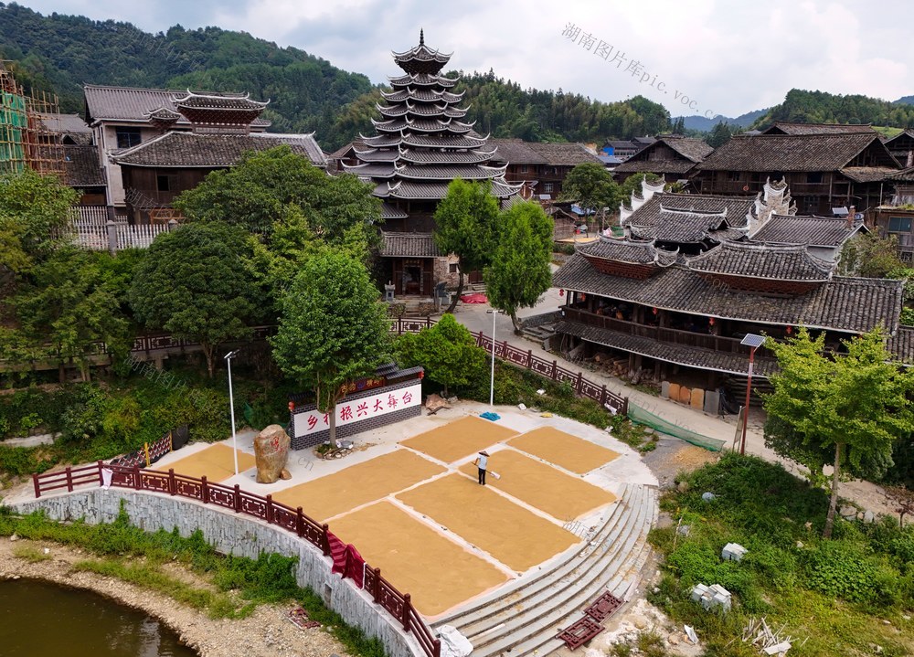 晒秋、秋收、侗寨、丰收、稻谷