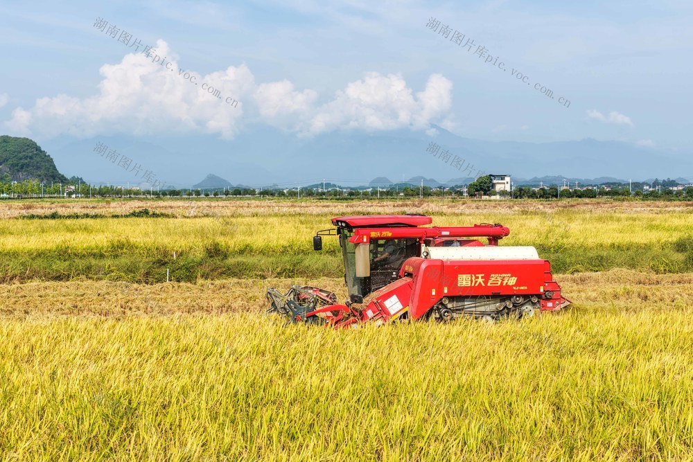 湖南道县：白露将至收稻忙