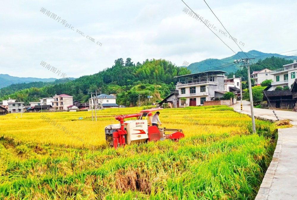 中稻  抢收 归仓