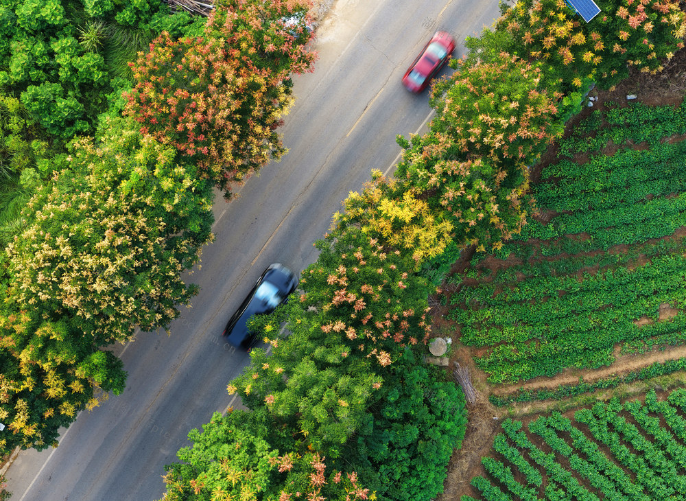 嘉禾：栾树花开秋意浓