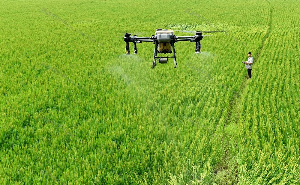 田间管理 水稻 晚稻管护 施肥 无人机 农技员 粮食生产 农技服务 科技  农业