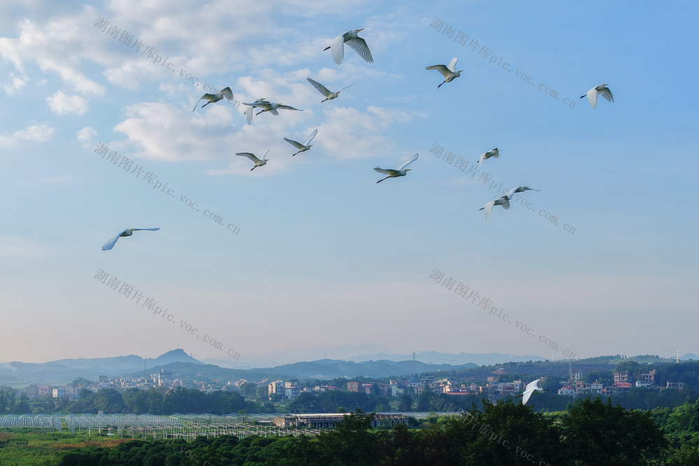 嘉禾：白露时节白鹭飞