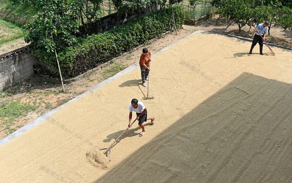 晾晒，稻谷，农时，农事，作业，忙碌，田间地头，农民 农业   
 天气  粮食 