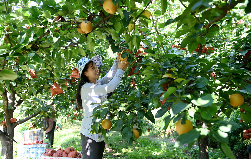 林果 种植 采摘 果园 山丘 梨子 水果  金秋梨 致富渠道  科技 服务 农业 农村 农民 特色产业
