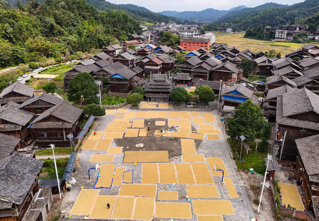 晒秋、秋收、侗寨、丰收、稻谷