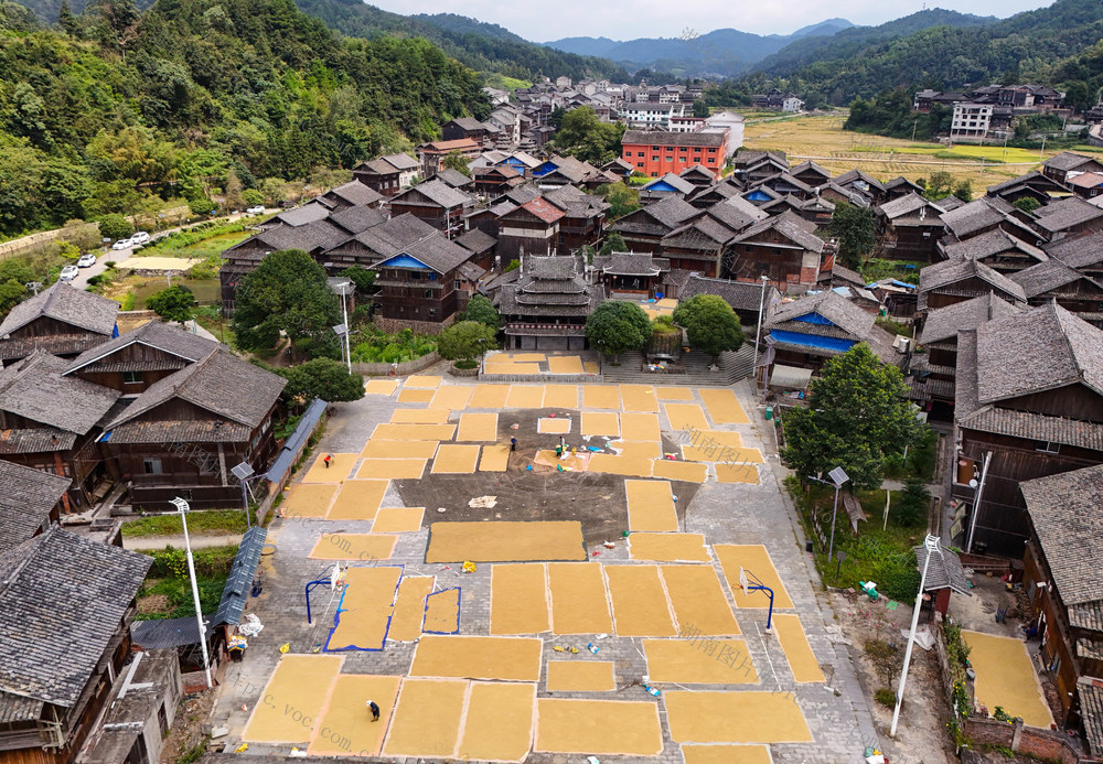 晒秋、秋收、侗寨、丰收、稻谷