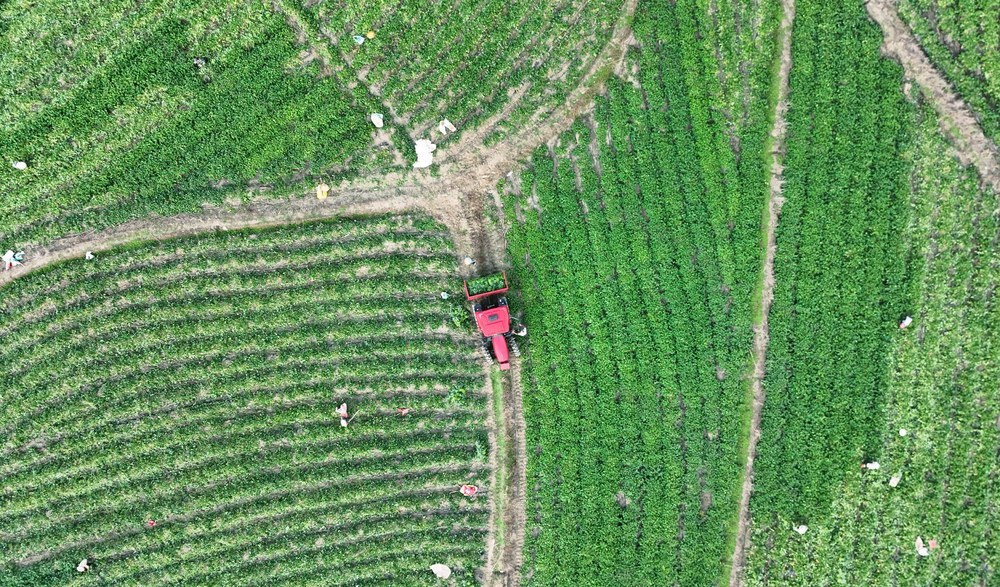  白露  时节   农事忙