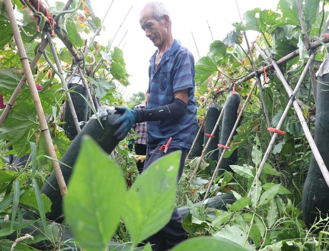 冬瓜迎丰收  村民采摘忙