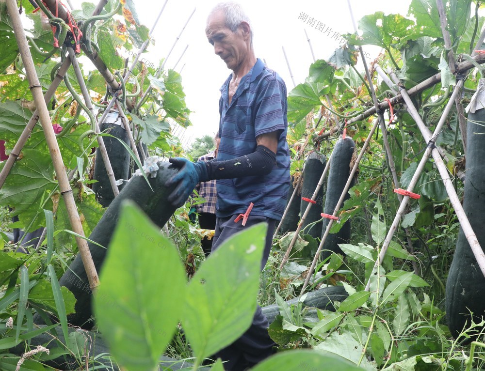 冬瓜迎丰收  村民采摘忙