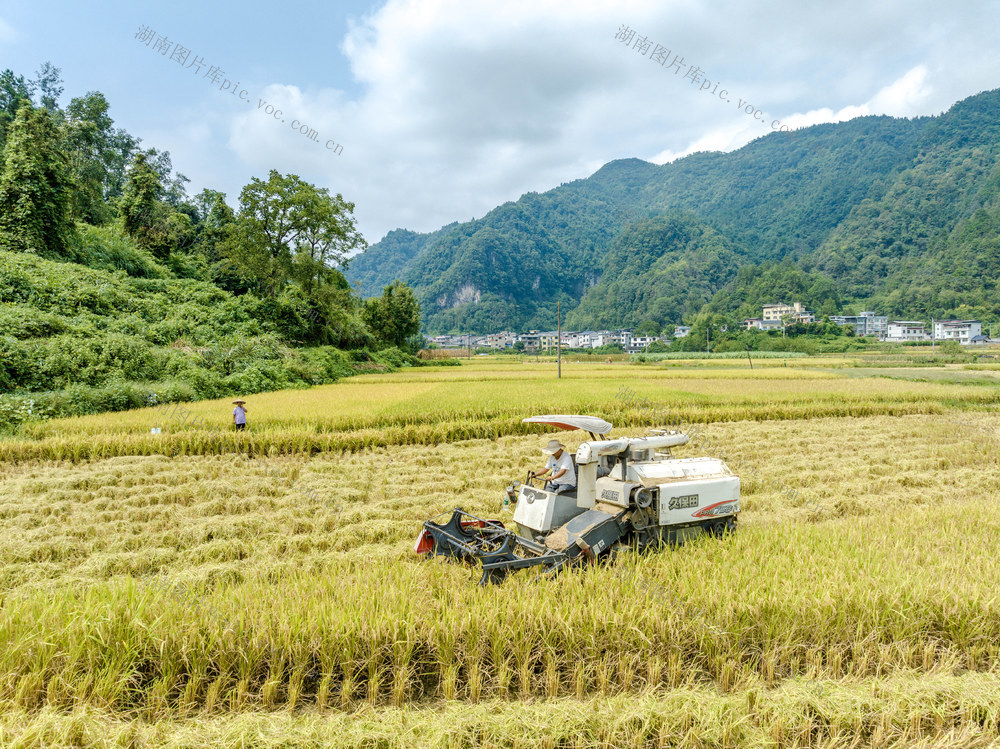 白露 西门口村 丰收 稻谷 秋收