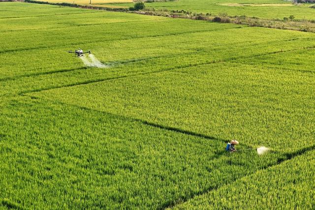 无人机  统防统治  病虫害  植保  水稻  丰收  增产