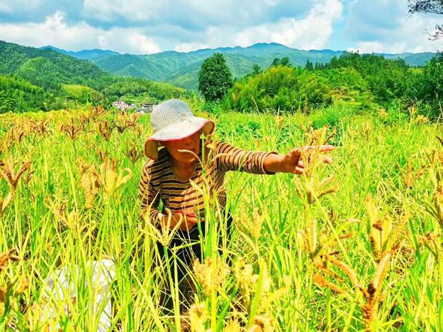 穇子  市场  深冲