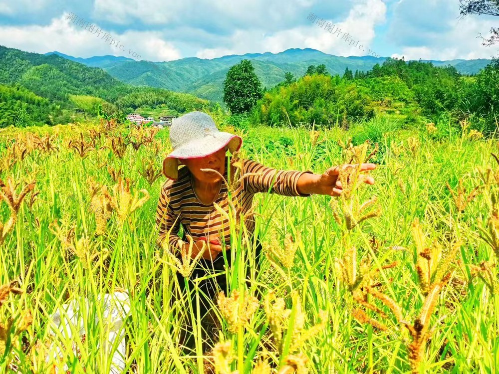 穇子  市场  深冲