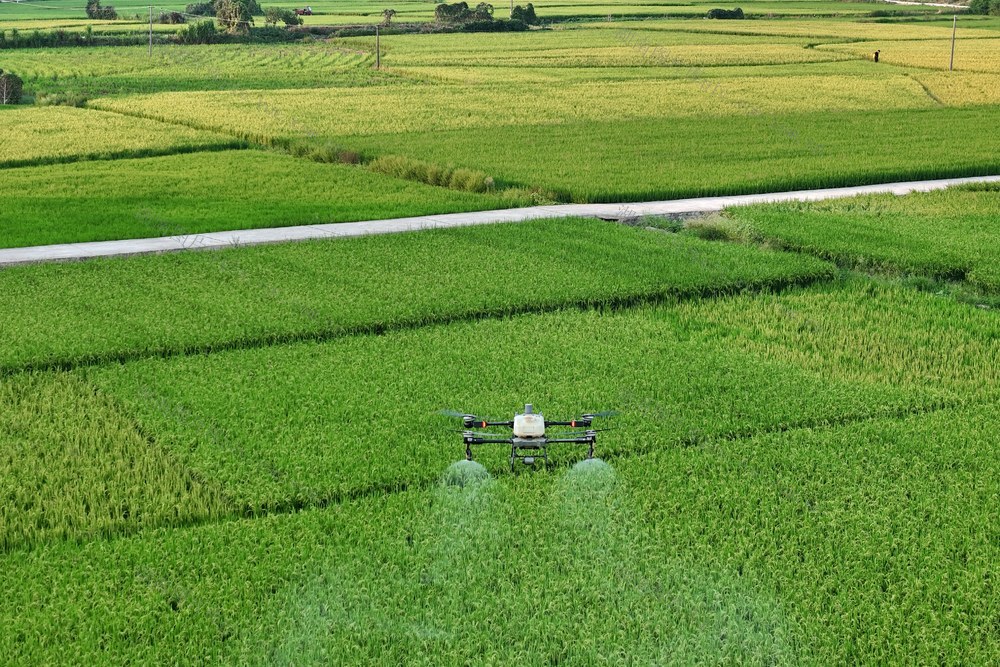 粮食生产  统防统治  无人机  植保  防治  晚稻  农技