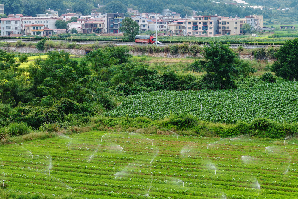 嘉禾：节水灌溉 降本增效