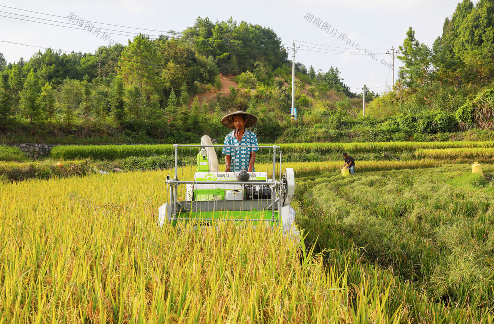 粮食  生产  抢收  水稻  农机