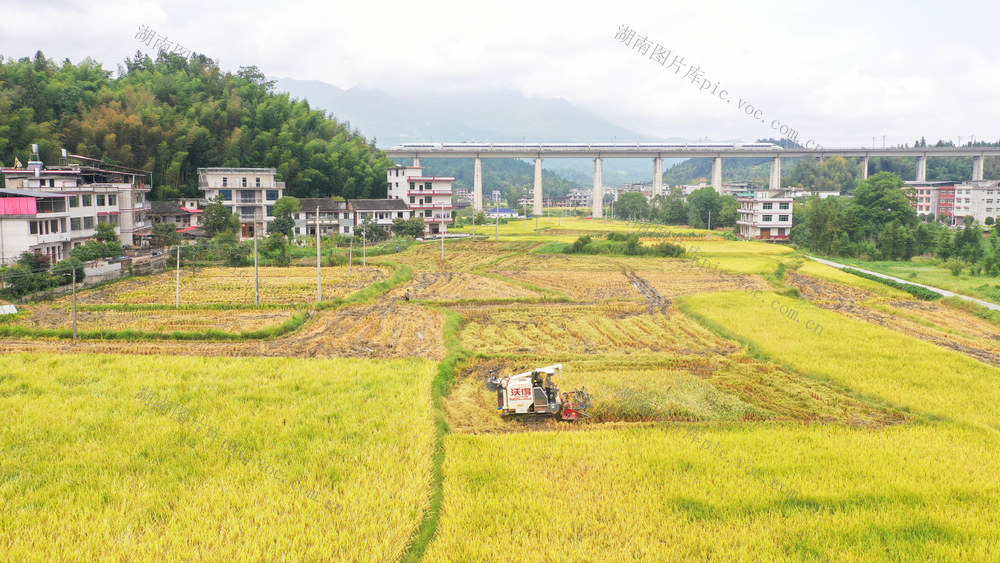 中稻 白露 节气 禾桶 打谷机 农业 农村 稻田