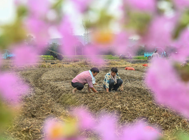湖南道县：种藠头 促增收