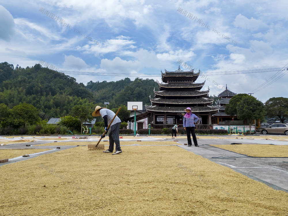 侗族 村民 水稻 收割 晾晒 忙