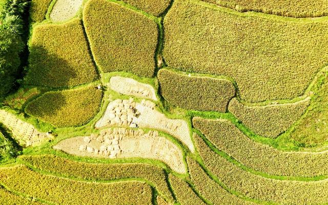 白露将至农事忙