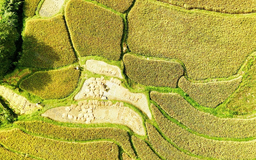 白露将至农事忙