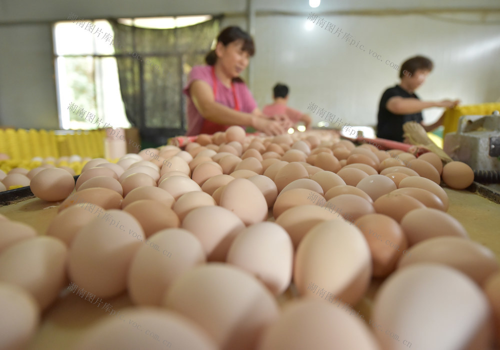 合作社   鸡蛋  乡村振兴  产业发展  农民增收  企业  