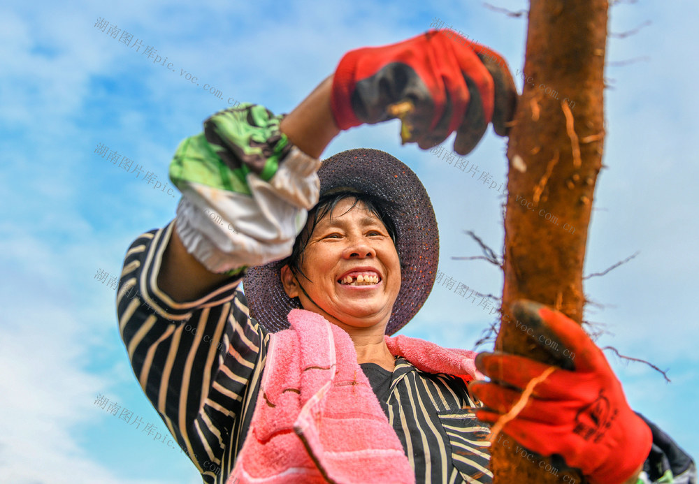 湖南道县：小小淮山药 振兴大产业