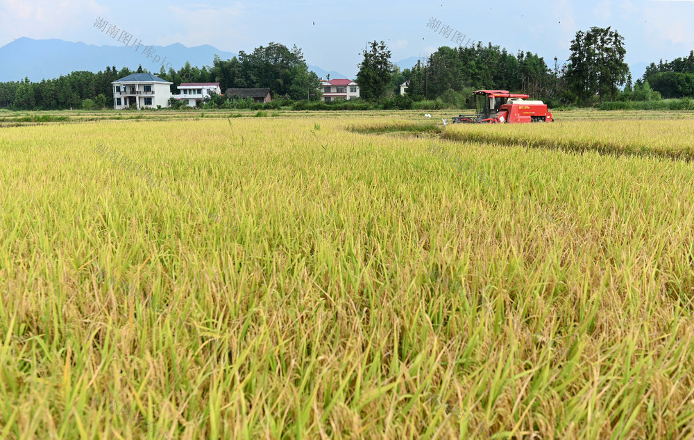 白露，节气，收割，稻谷，农时，农事，作业，忙碌，农机，田间地头，农民 秋收 