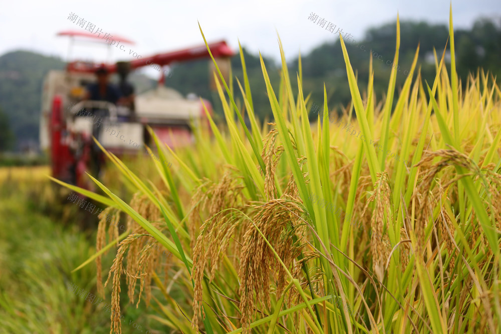 湖南，龙山，节气，白露，农事，收割