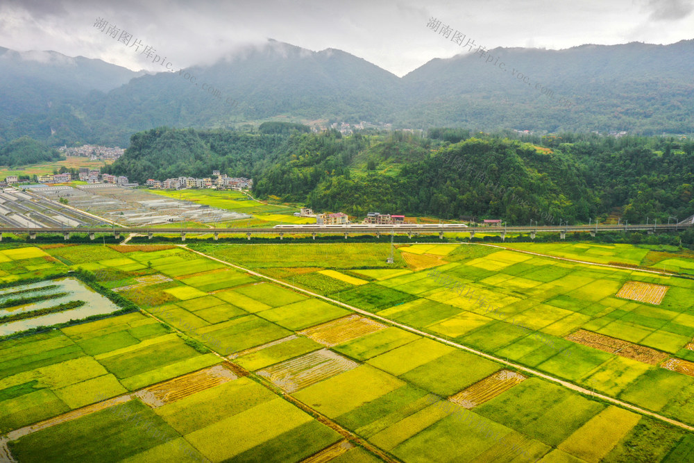 湖南，龙山，丰收，景色，稻田，黄色，云雾，画卷，