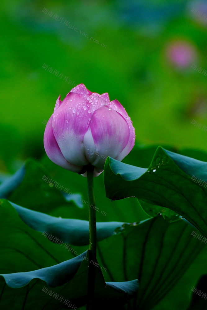 秋荷，桃子湖，
