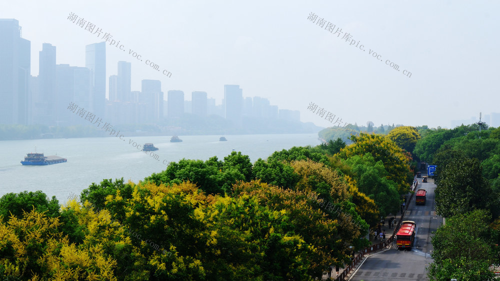 栾树花开景色美