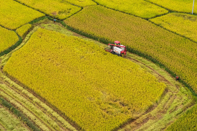 农业 水稻 中稻 粮食安全 丰收 农忙