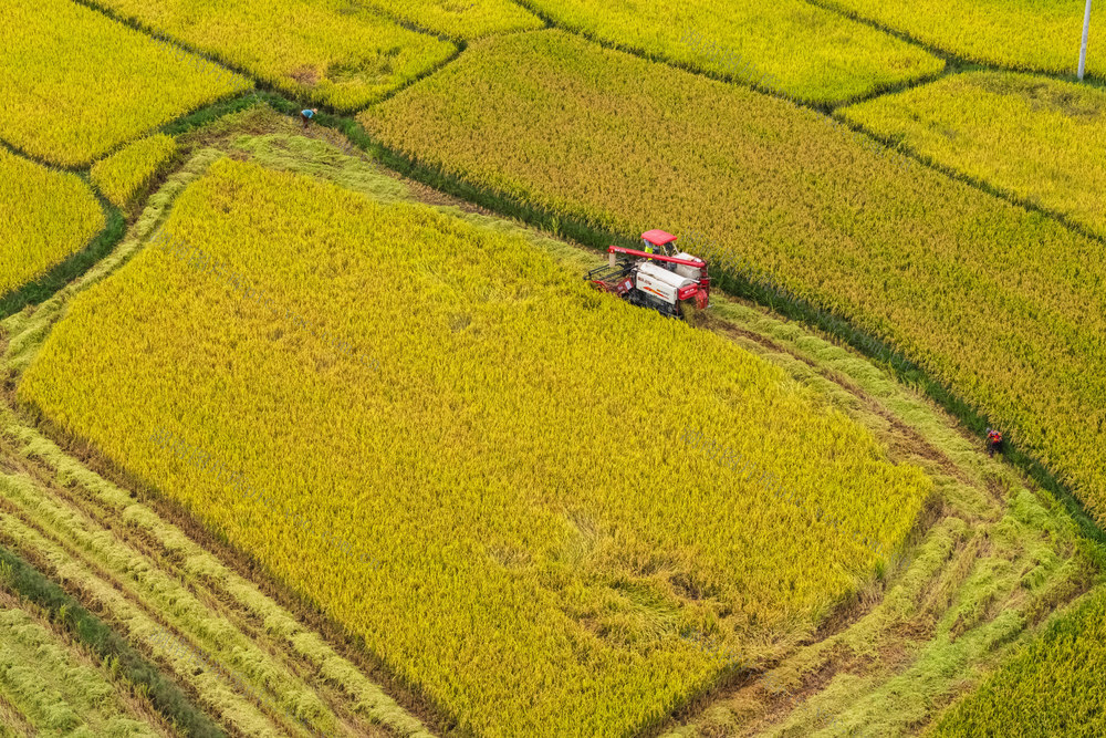农业 水稻 中稻 粮食安全 丰收 农忙