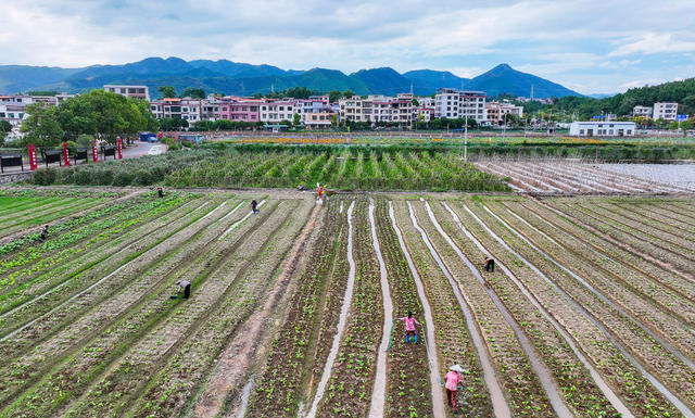 蔬菜  管护  农事  保供应