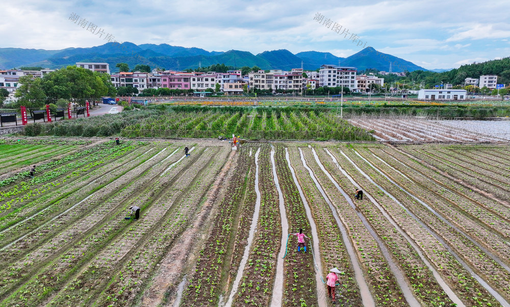 蔬菜  管护  农事  保供应